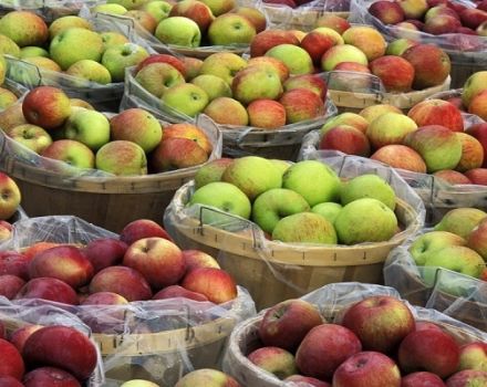 Kaip namuose išlaikyti obuolius šviežius