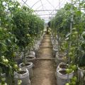 Varieties of the best and most productive tomatoes for the Urals in a greenhouse