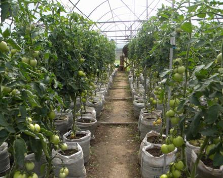 Veislės geriausių ir produktyviausių Uralams skirtų pomidorų šiltnamyje