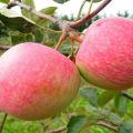 Περιγραφή και χαρακτηριστικά της ποικιλίας μήλου Grushovka Moskovskaya, χαρακτηριστικά καλλιέργειας και ιστορία