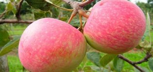 Beskrivning och egenskaper hos äpplesorten Grushovka Moskovskaya, odlingsfunktioner och historia