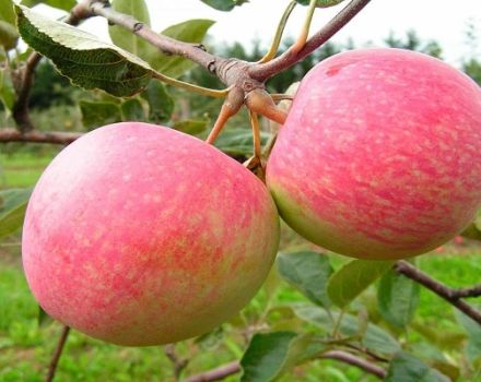 Beskrivning och egenskaper hos äpplesorten Grushovka Moskovskaya, odlingsfunktioner och historia