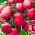 Opis sorte rajčice Ljubičasta svijeća, njen prinos i recenzije ljetnih stanovnika