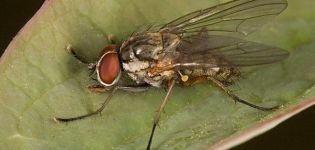 ¿Cómo lidiar con la mosca de la cebolla y los medios químicos?