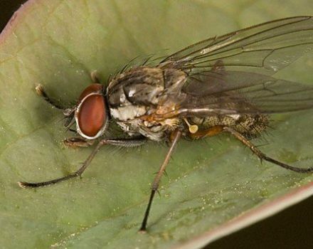 Hur man hanterar lökflugor och kemiska medel?