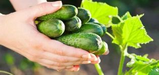 TOP 8 būdai, kaip veiksmingai pašalinti agurkų kartumą prieš marinavimą