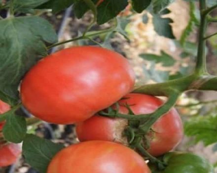 Pandarosa pomidorų veislės aprašymas, auginimo ir priežiūros ypatybės