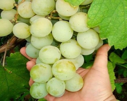 Descripción y características de las variedades de uva Kesha (Talisman), su plantación y cuidado.