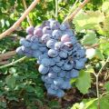 Beskrivning av de bästa frostbeständiga druvsorterna och deras frukt, odlingsegenskaper