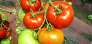 Tomaattilajikkeen punainen punainen ominaisuudet ja kuvaus, sen sato