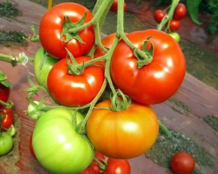 Pomidorų veislės raudonai raudonos savybės ir aprašymas, derlius