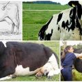 Symptômes et formes de cicatrice tympanique chez les bovins, traitement à domicile