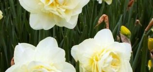 Narcissus šķirnes Obdam apraksts un īpašības, stādīšanas un kopšanas noteikumi