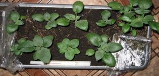 Pěstování brambor ze semen doma, pěstování a péče