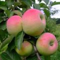 Egenskaper och beskrivning av Imrus äppelträd, odling, plantering och vård