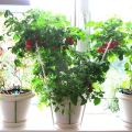 Augina pomidorus namuose bute