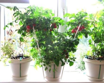 Odla inomhus tomater hemma i en lägenhet