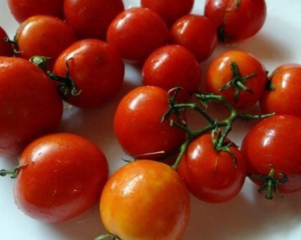 Tolimųjų šiaurių pomidorų veislės charakteristikos ir aprašymas, derlius