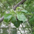 Wat is melkachtige glans op een appelboom en hoe om te gaan met een ziekte, preventie en behandeling