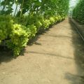 Teknik för odling av druvor i ett växthus av polykarbonat, beskärning och skötsel