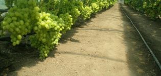 Technológia pestovania hrozna v polykarbonátovom skleníku, prerezávaní a starostlivosti