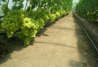 Vynuogių auginimo polikarbonato šiltnamyje technologija, genėjimas ir priežiūra