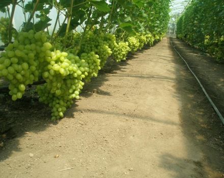 Tecnología para el cultivo de la uva en invernadero de policarbonato, poda y cuidado