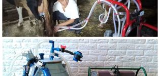 Comment traire correctement une vache avec une machine à traire à la maison