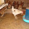 Dobre i nedostatke poda u kokošinjcu, od čega i kako to učiniti sami