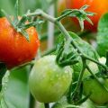 Rose May domates çeşidinin tanımı ve özellikleri