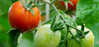 Pomidorų, kurie gali išaugti, veislė ir jų savybės