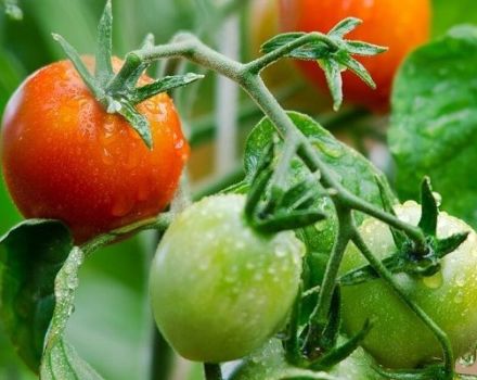 Beschrijving van het tomatenras Rose May en zijn kenmerken