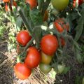 Pomidorų veislės „Snow Tale“ charakteristikos ir aprašymas