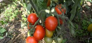 Egenskaper och beskrivning av tomatsorten Snow Tale