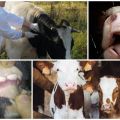 Симптоми и епизоотологија вирусне дијареје код говеда, упутства за лечење