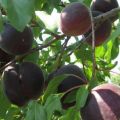 Beskrivning av olika aprikoser Svart sammet, fördelar och nackdelar, plantering och skötsel