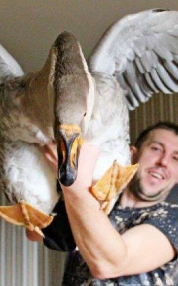 How to keep geese as a pet in an apartment and difficulties