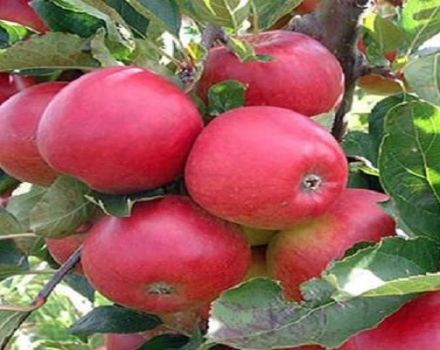 Description and characteristics of the cherry apple variety, planting and cultivation