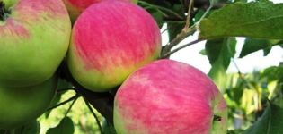 Beskrivning av Persianka äpplesort, avkastningsegenskaper och växande regioner