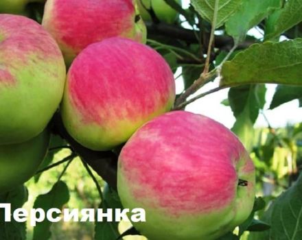 Description de la variété de pomme Persianka, caractéristiques de rendement et régions de croissance