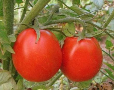 Descrizione della varietà di pomodoro Successo, caratteristiche e raccomandazioni per la coltivazione