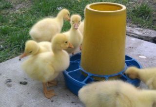 What to do if the duckling's legs are moving apart and what is the reason