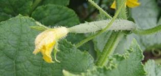 Varför gurkor växer dåligt i öppen mark och i ett växthus, vad man ska göra