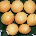 Egenskaber ved sorten Dessert abrikos, beskrivelse af de voksende regioner og pollinerende stoffer