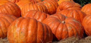 Description of varieties of honey pumpkin, their characteristics and yield