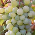 Krasa Severa vīnogu šķirņu apraksts un īpašības, plusi un mīnusi, kā arī audzēšanas noteikumi