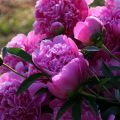 Planting, growing and caring for peonies in the open field, agricultural technology