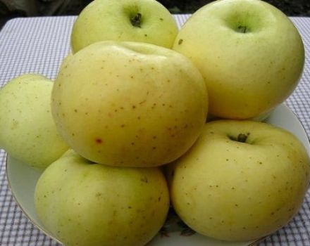 Geltonojo cukraus obuolių veislės ir derlingumo aprašymas, veisimosi istorija ir auginimo regionai