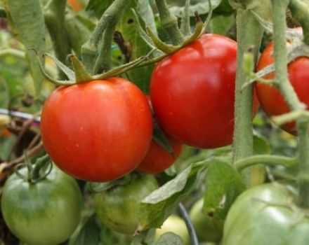 Beskrivning av tomatsorten Noble Fat Man f1