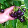 Beskrivelse af sorten og egenskaberne ved Raditsa kirsebær, dyrkning og pleje